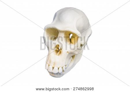 Four Skull In A Raw Showing Humans Evolution. Human Evolution Is The Evolutionary Process That Led T