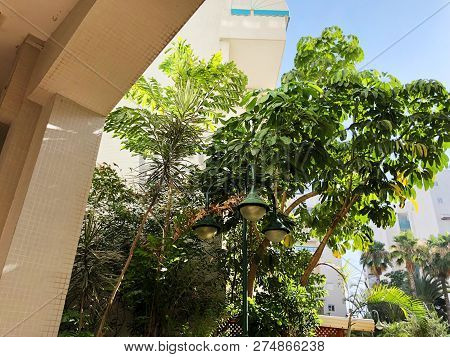 Residential Buildings And Surrounded With Green Plants In  Rishon Le Zion.
