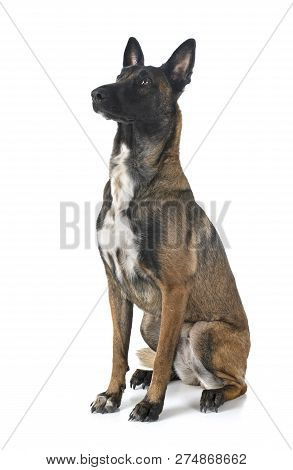 Belgian Shepherd Malinois In Front Of White Background