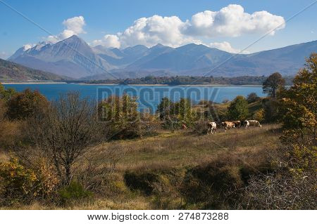 Cows Grazing Near Campotosto Lake In Abruzzo, Italy