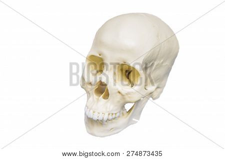 Four Skull In A Raw Showing Humans Evolution. Human Evolution Is The Evolutionary Process That Led T