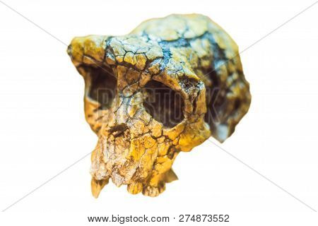 Four Skull In A Raw Showing Humans Evolution. Human Evolution Is The Evolutionary Process That Led T