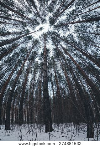View Of Winter Pine Forest Tree Tops To Canopy With Snow In The Foreground. Bottom View Ultrawide An