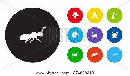 Set Of 10 Zoology Icons Set. Collection Of Goat, Ant, Penguin And Other Elements.