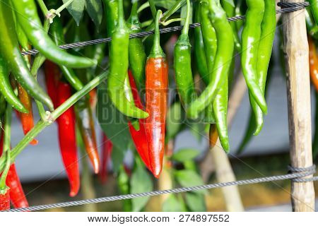 Ripe Red And Green Chilli On A Tree, Green Chilies Grows In The Garden