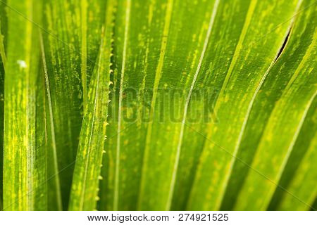 Leaves Of Corypha Lecomtei In Nature Used To Make Roofing.
