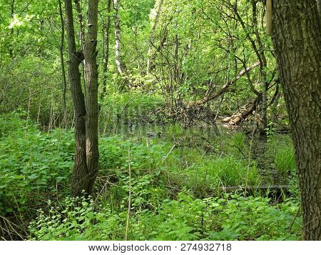 Flooded Part Of The Forest In Spring, Moscow