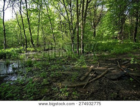 Flooded Part Of The Forest In Spring, Moscow