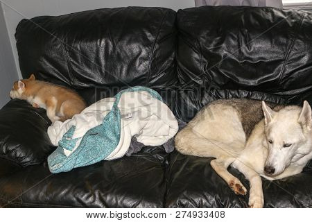 Lovely Siberian Husky Sleeps On A Cozy Sofa. Cute Husky Dog Curl Up In A Ball On The Master Sofa In