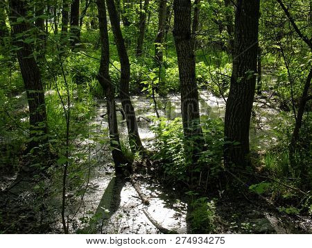 Flooded Part Of The Forest In Spring, Moscow