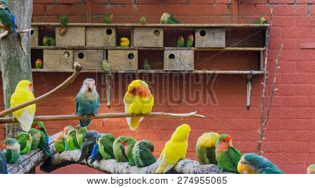 Aviculture, A Aviary Full Of Colorful Parakeets, Really Close Family Of Birds