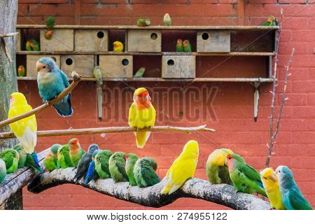 Aviculture, A Aviary Full Of Colorful Parakeets, Big Family Of Birds Together