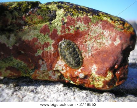 Chitoni Polyplacophora