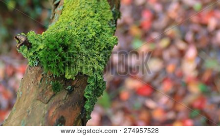 Growth Of Lichen On A Tree Trunk