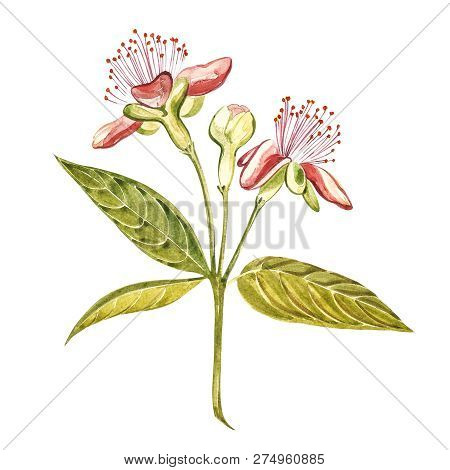 Watercolor Illustration Feijoa Plant. Hand Drawn Watercolor Painting On White Background. Watercolor