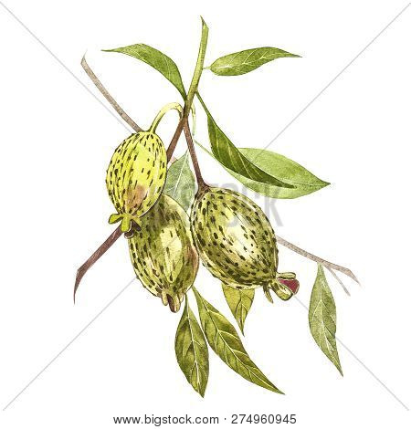 Watercolor Illustration Feijoa Plant. Hand Drawn Watercolor Painting On White Background. Watercolor