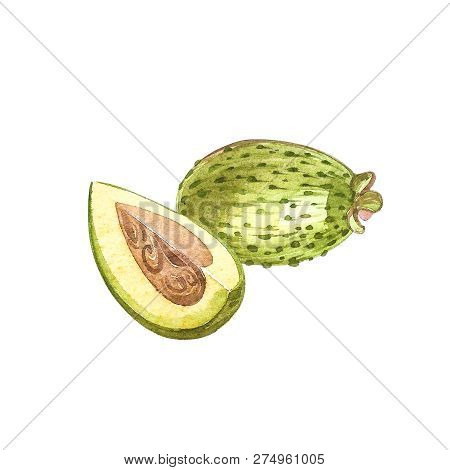 Watercolor Illustration Feijoa Plant. Hand Drawn Watercolor Painting On White Background. Watercolor