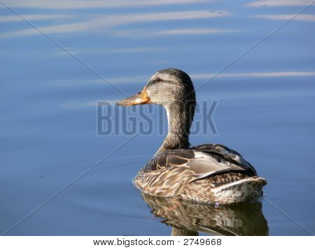 Eend op Blue Lake