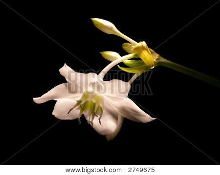 Witte bloem