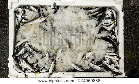 Hamsi / Anchovy With Ice In Styrofoam Box.