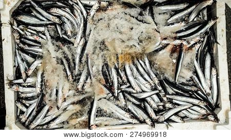 Hamsi / Anchovy With Ice In Styrofoam Box.