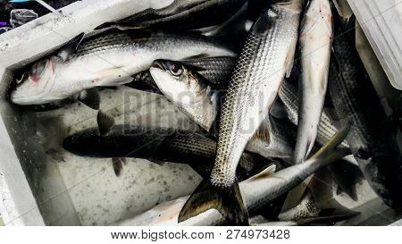 Gray Mullet Fish (kefal) In Styrofoam Box
