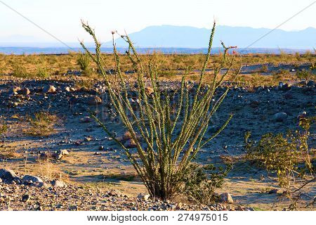 Ocotillo Cactus And The Creosote Bush On A Sandy Plain Taken At The Colorado Desert In Anza Borrego 