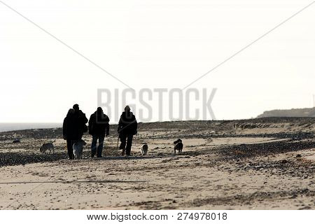 Social Dog Walking On The Beach. Dog Walkers In Silhouette. A Group Of Friends Taking Their Dogs For