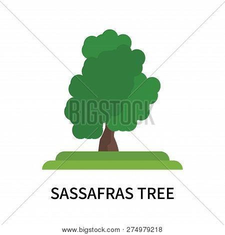 Sassafras Tree Icon Isolated On White Background. Sassafras Tree Icon Simple Sign. Sassafras Tree Ic