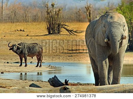 African Elephant Infront Of A Waterhole, With A Cape Buffalo In The Background Looking. Nehimba, Hwa