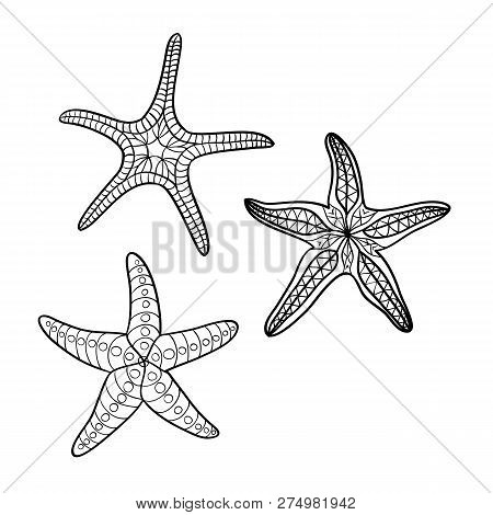 Hand Drawn Starfish  In Black Outline On Off-white Background