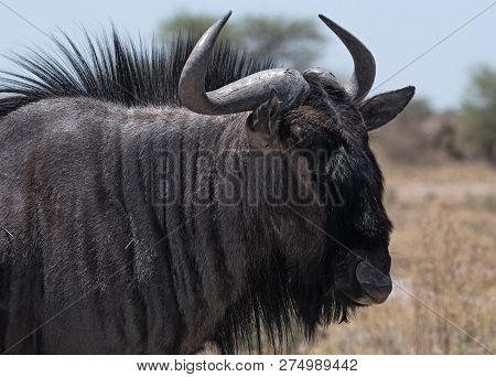 Blue Wildebeest In Nxai Pan National Park, Botswana