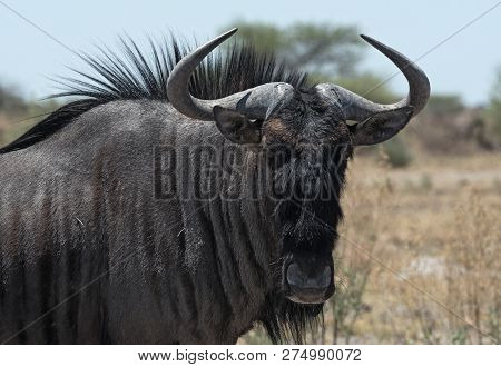 Blue Wildebeest In Nxai Pan National Park, Botswana