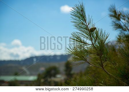 Branch Of Spruce In The Mountains Of Cyprus