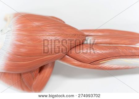 Muscles Of The Shoulder For Anatomy Education. Human Phisiology.