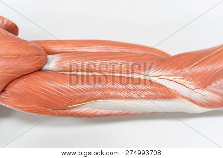 Muscles Of The Arm For Anatomy Education. Human Phisiology.