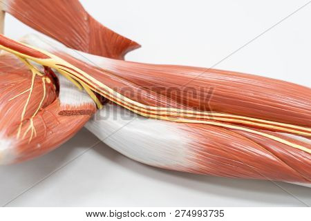 Muscles Of The Arm For Anatomy Education. Human Phisiology.
