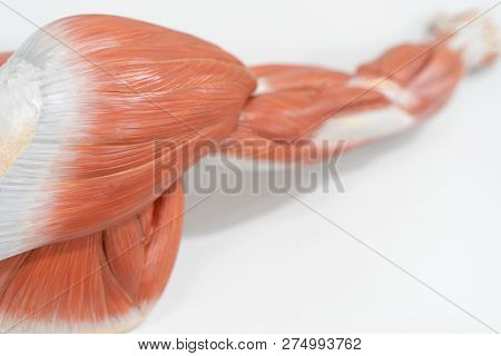 Muscles Of The Shoulder For Anatomy Education. Human Phisiology.