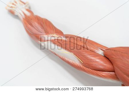 Muscles Of The Arm For Anatomy Education. Human Phisiology.