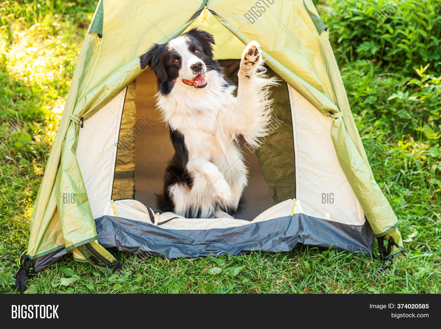 How To Take A Dog Tent Camping
