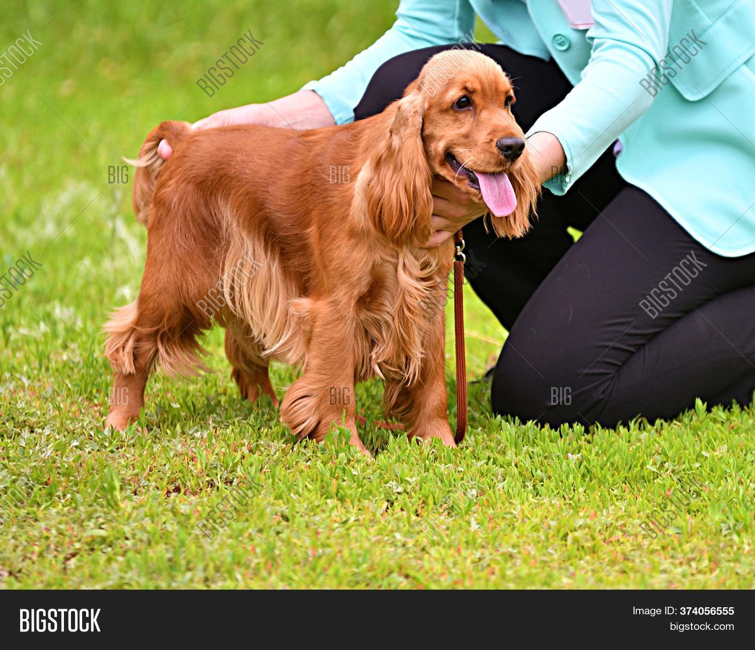 english cocker spaniel hunting dog