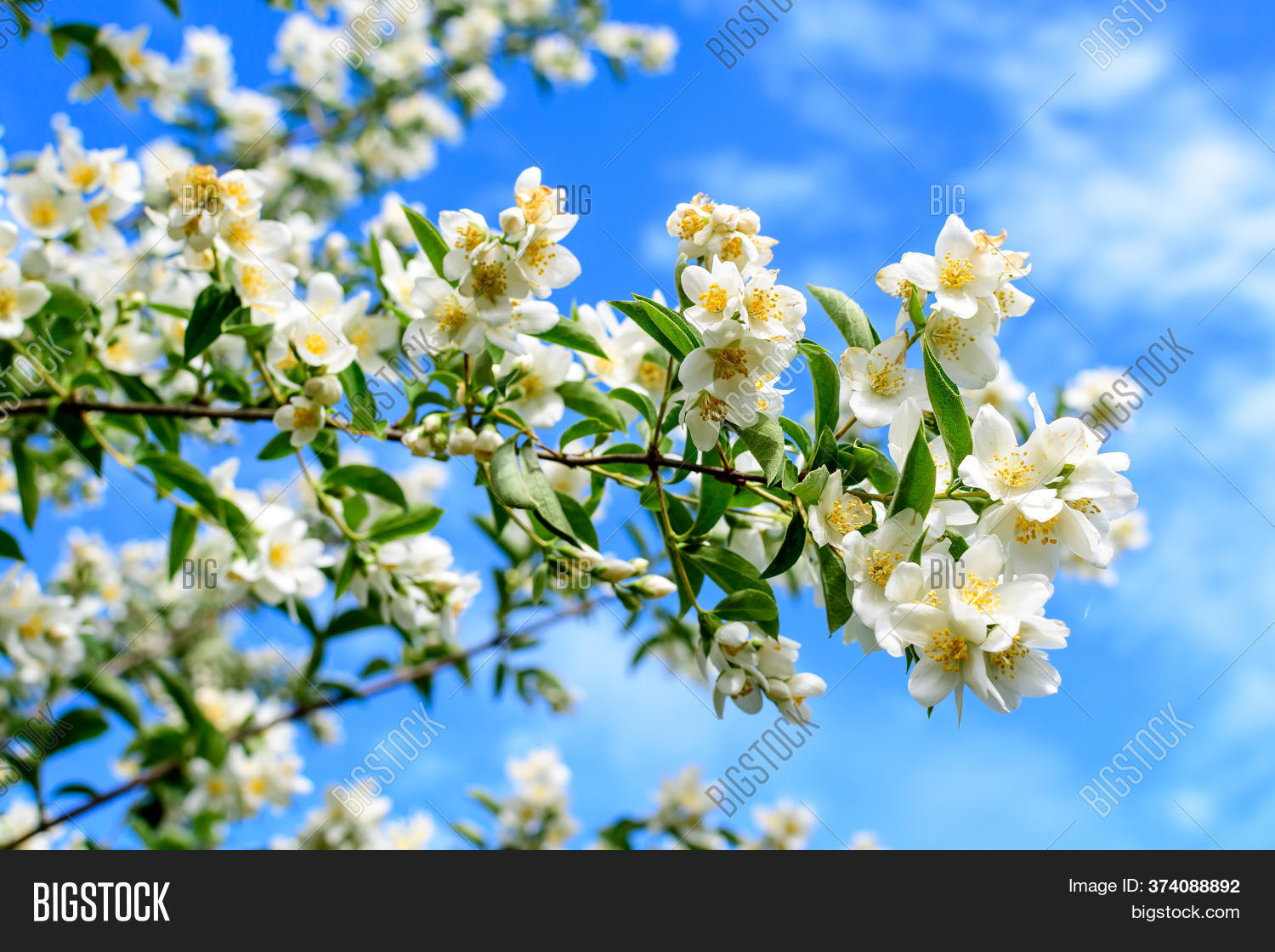 White Flowers Green Image & Photo (Free Trial) Bigstock