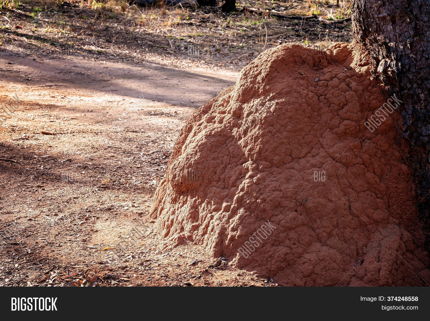 Large Anthill Against Image & Photo (Free Trial) Bigstock