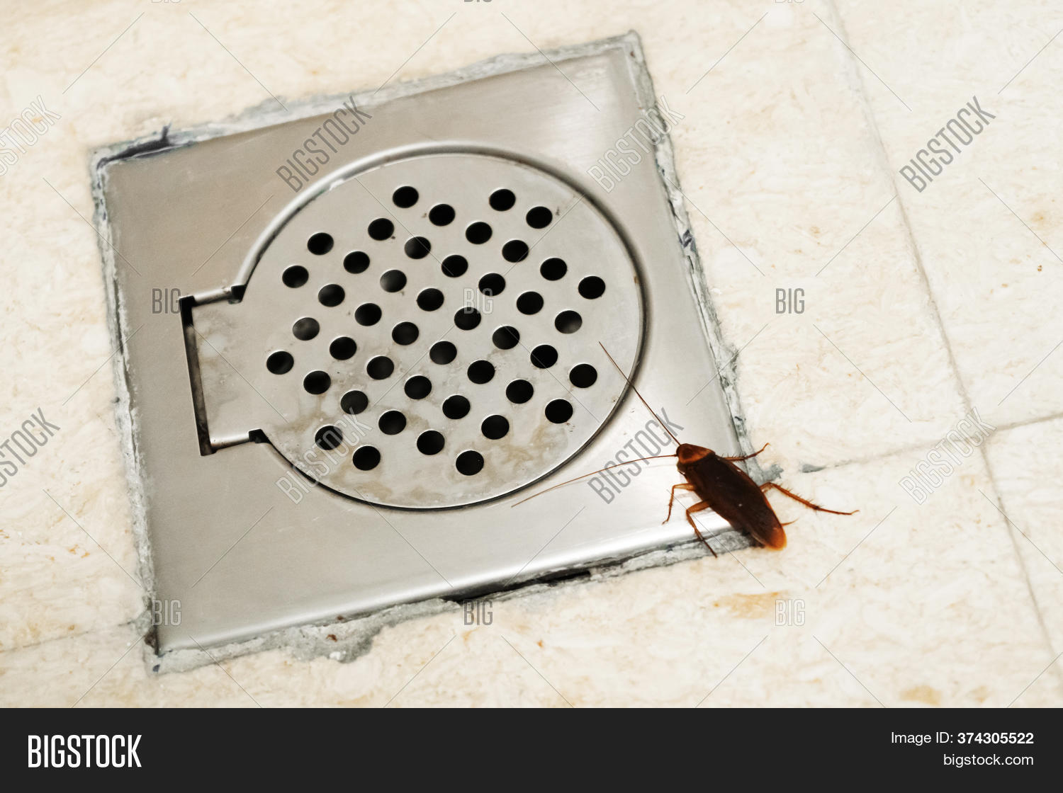 Cockroach Bathroom Image & Photo (Free Trial) Bigstock