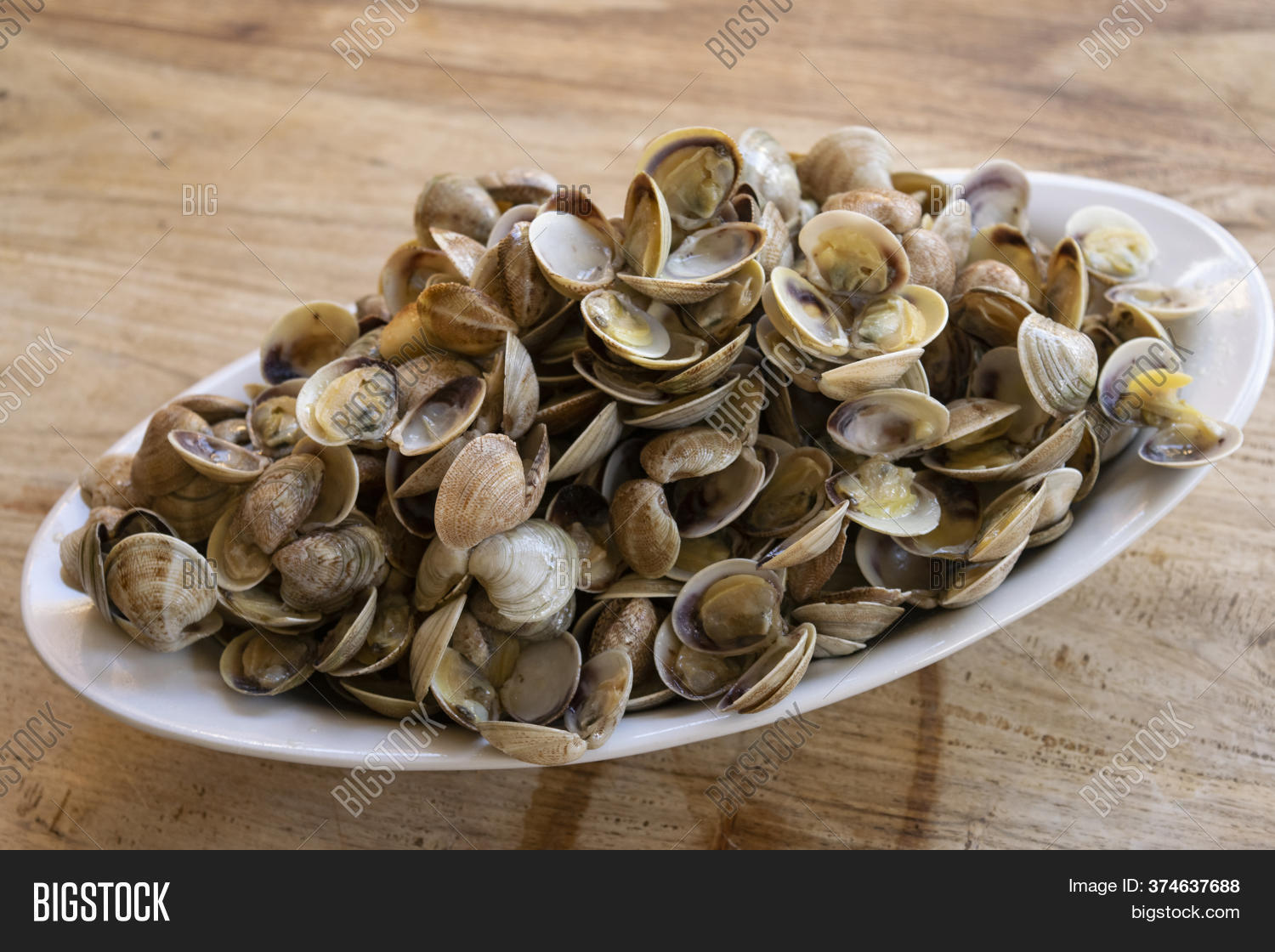 Small Clams Called Image & Photo (Free Trial) Bigstock