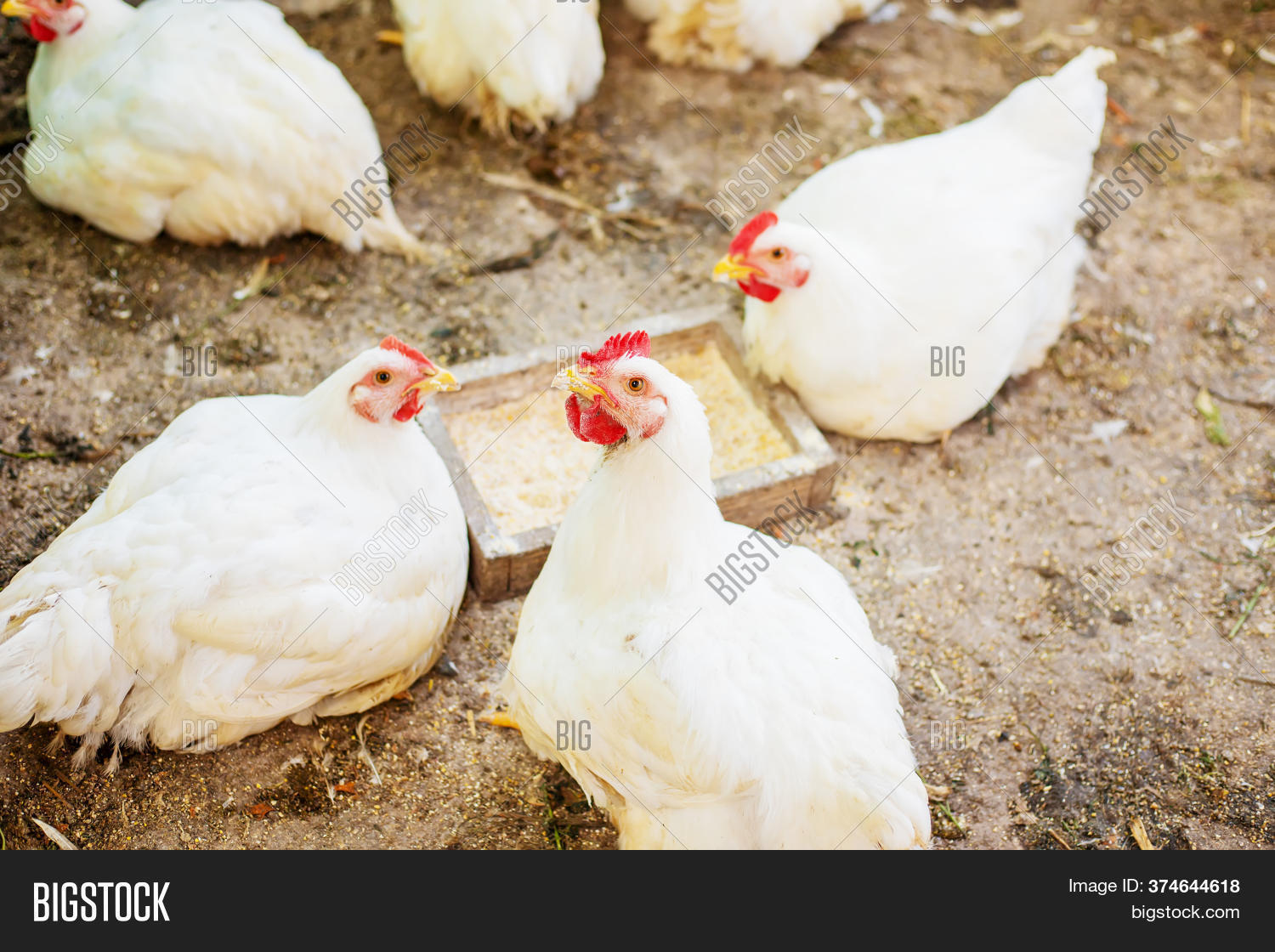 Chickens Broilers On Image & Photo (Free Trial) Bigstock