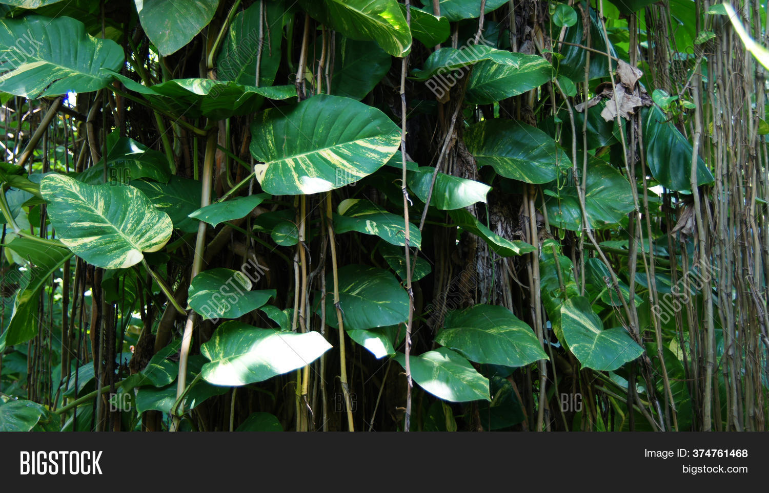 Tropical Creepers. Big Image & Photo (Free Trial) Bigstock