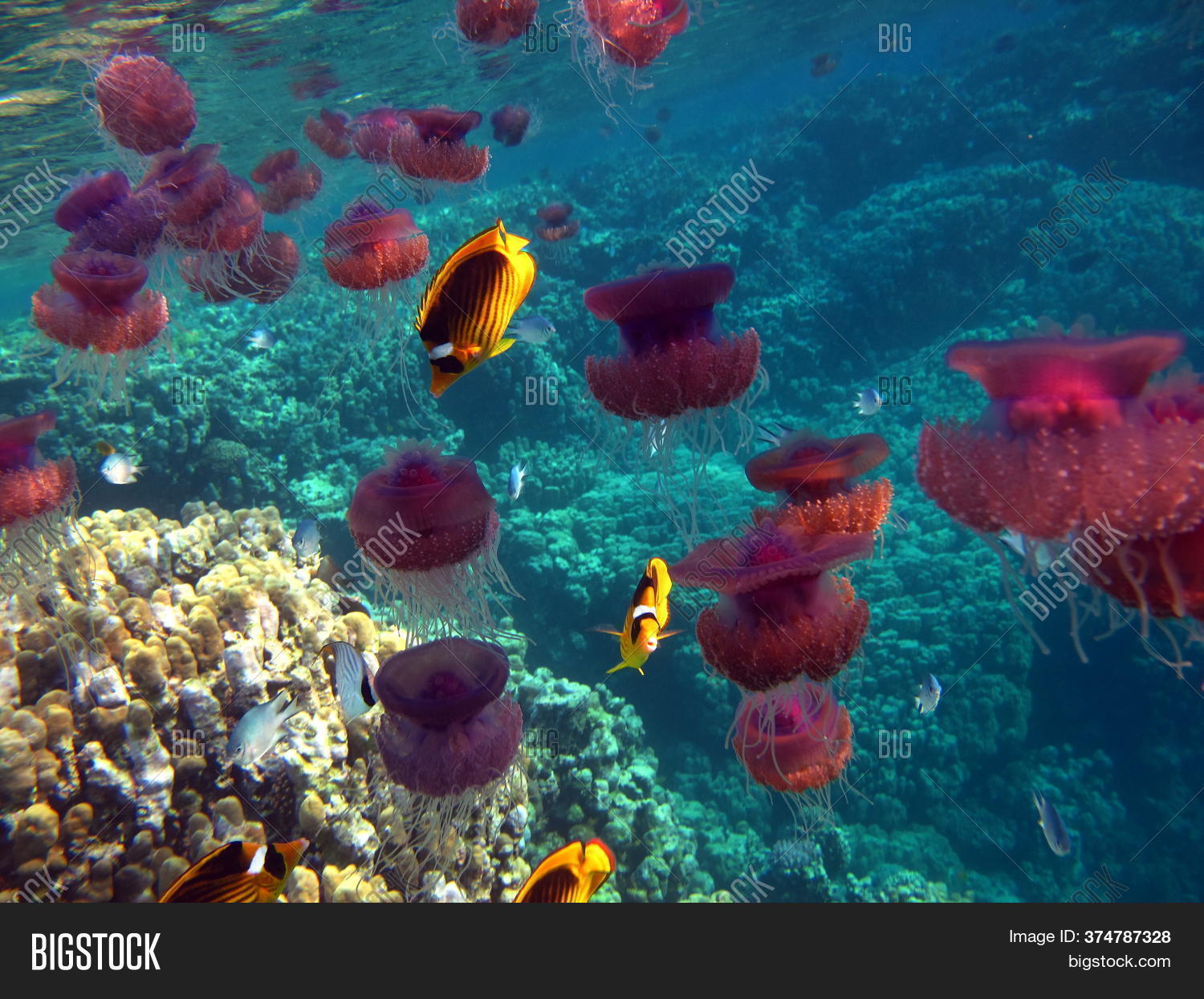 Jellyfish Cauliflower Image & Photo (Free Trial) Bigstock