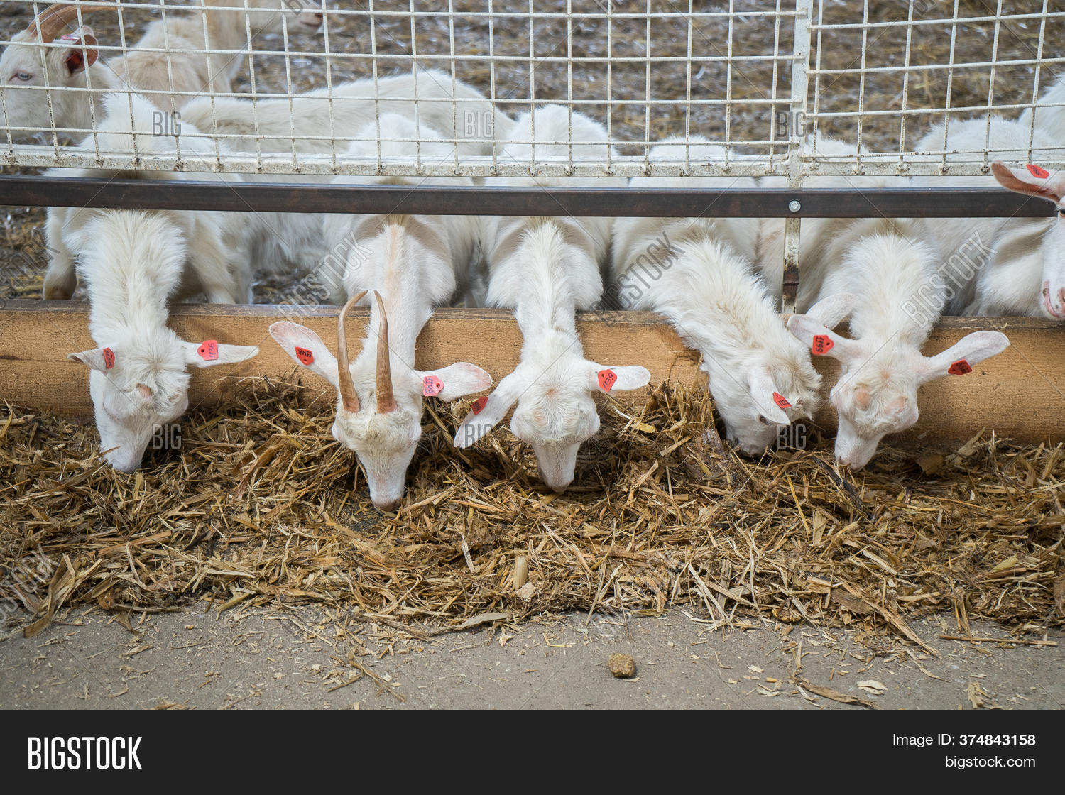 Goats Eat Hay Grass On Image & Photo (Free Trial) Bigstock