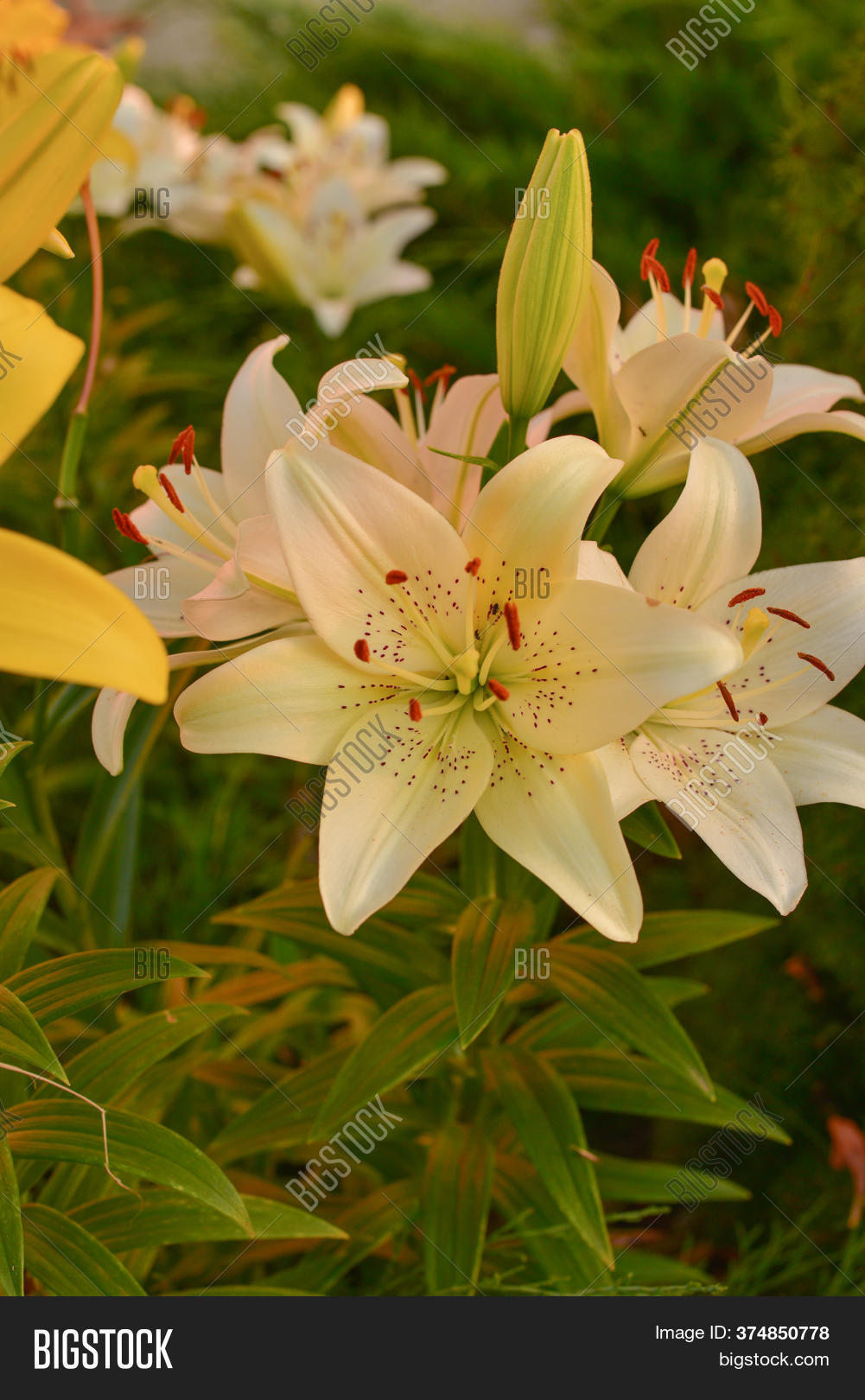 White Lily Under Image & Photo (Free Trial) Bigstock